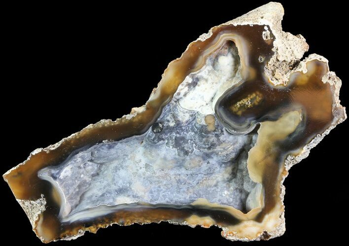 Unique, Agatized Fossil Coral Geode - Florida #72305
